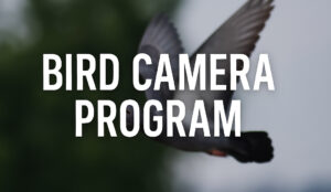 bird camera
