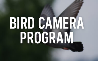The CIA’s Secret Plan for Aerial Recon Using Spy Cameras on Birds