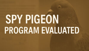 cia pigeons